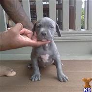 american pit bull puppy posted by orlando 15